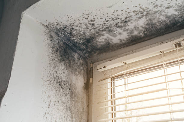 Affordable Mold Removal solutions in Matawan, NJ